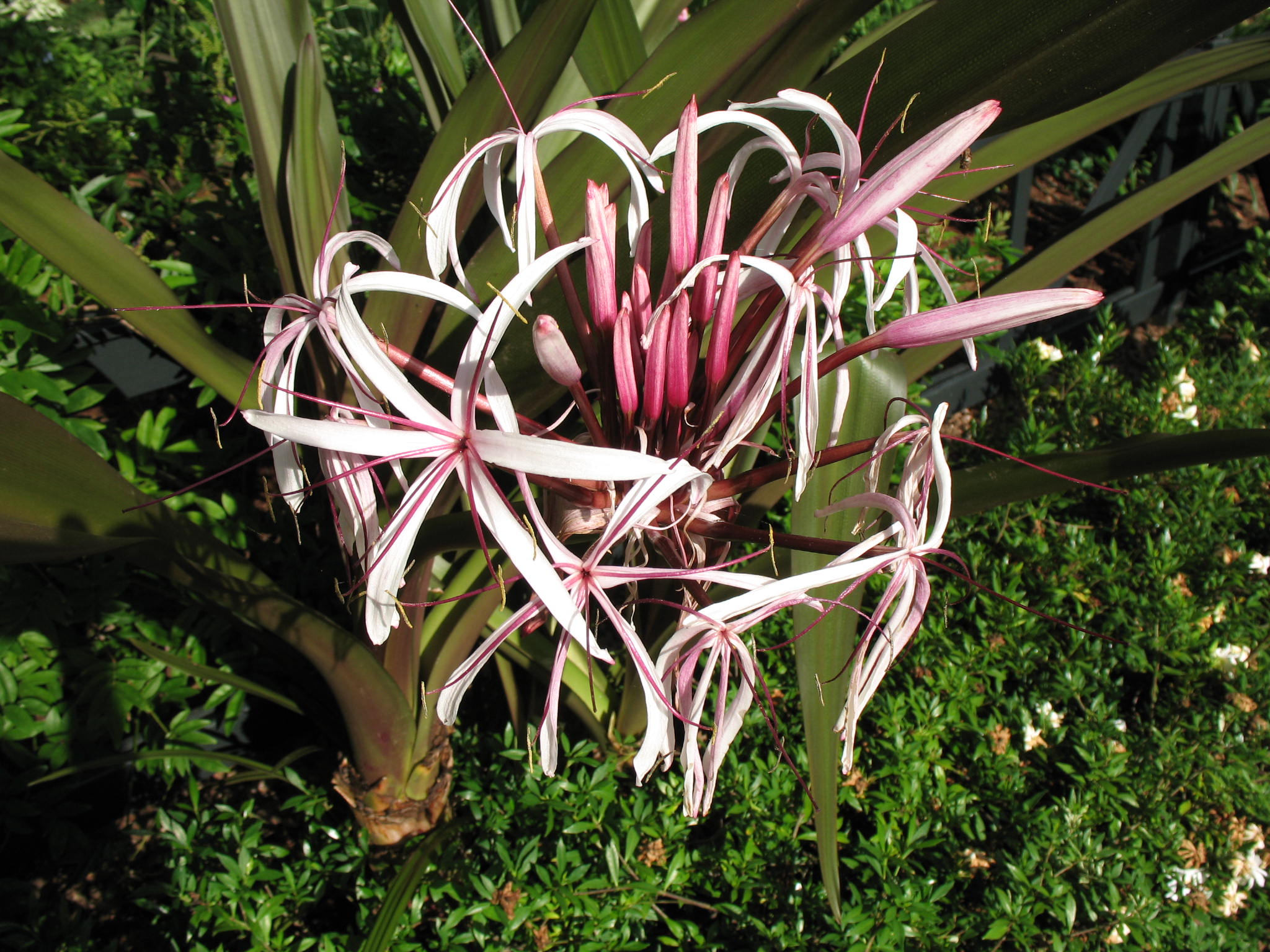 Online Plant Guide - Crinum augustum ‘Queen Emma’ / Queen Emma crinum